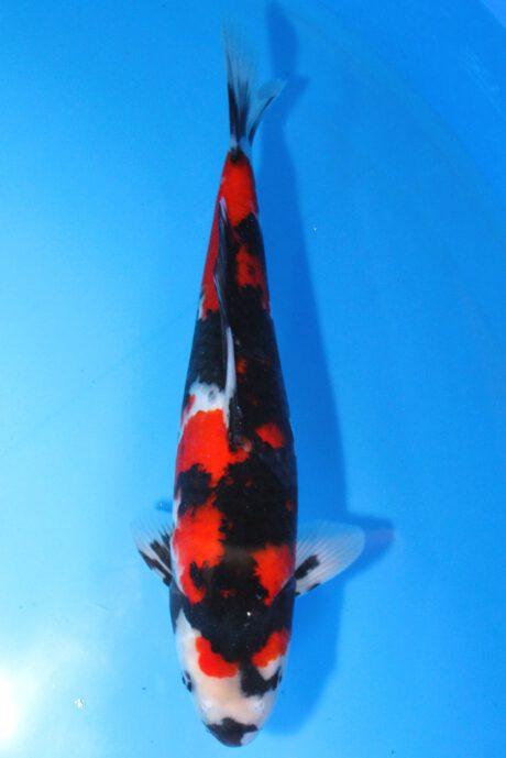 Marh014      Maruhiro   Showa     37cm