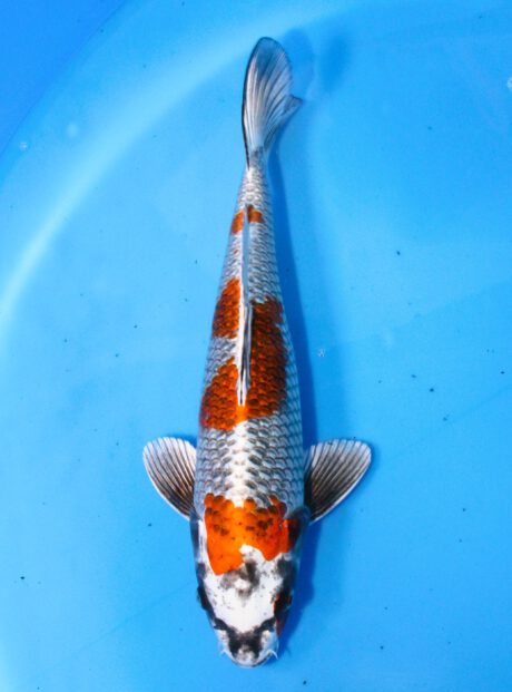 Sud081       Suda     Beni Ginga   38cm