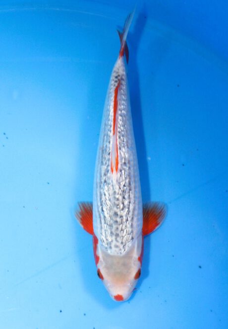 Marh020      Maruhiro   Ginrin Asagi  39cm