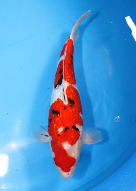 Skz021     Sakazume   Ginrin Sanke    40cm