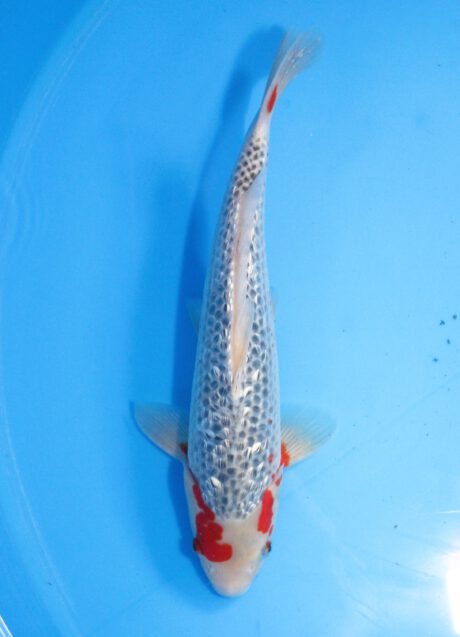 Marh018     Maruhiro   Ginrin Asagi  38cm