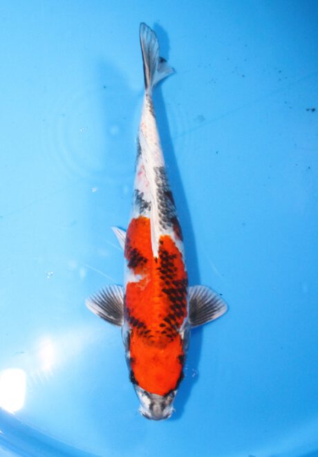 Tkt008   Takatatsu   Kin Showa    44cm