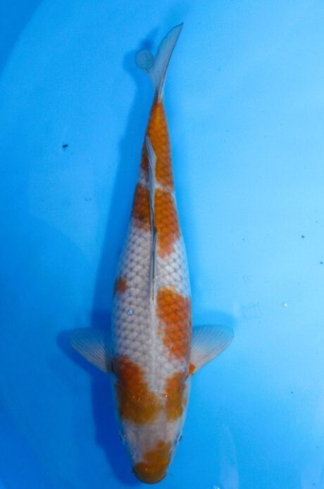 Tkt006   Takatatsu   Ochiba Shigure  40cm