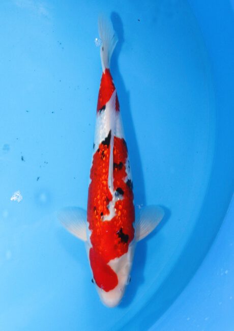 Skz019     Sakazume   Ginrin Sanke    38cm