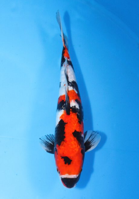 Sud082       Suda     Ginrin Showa    38cm