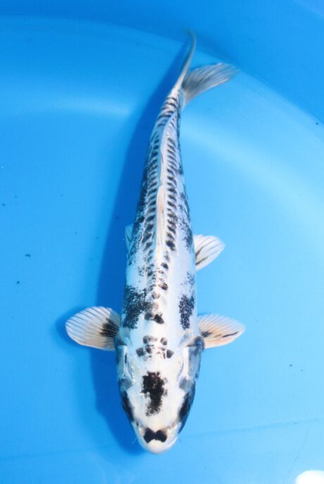 Marh012     Maruhiro     Kikokuryu   38cm