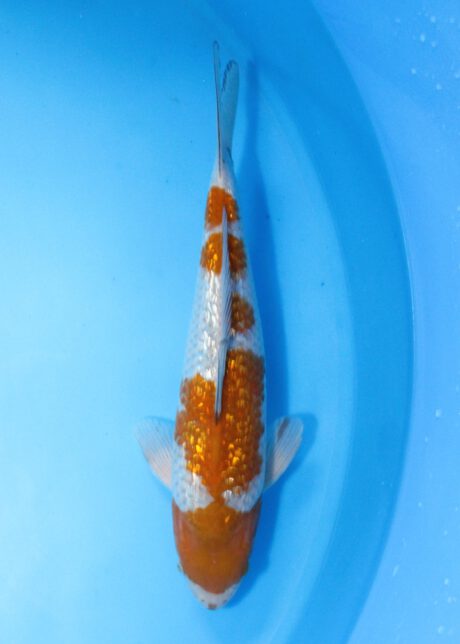 Iko044     Ozumi Ikarashi    Ginrin Ochiba Shigure     37cm