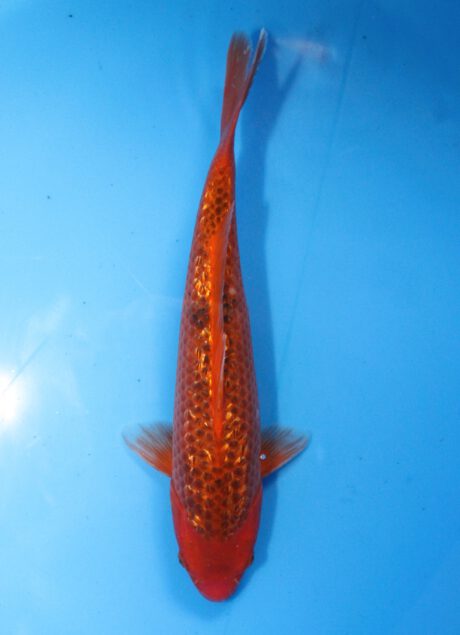 Marh010     Maruhiro     Ginrin Aka Matsuba   40cm