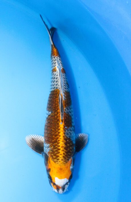 Iko045     Ozumi Ikarashi     Beni Ginga     38cm