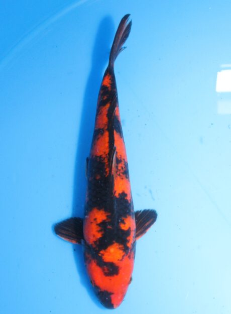 Marh025      Maruhiro    Hi Utsuri    39,5cm