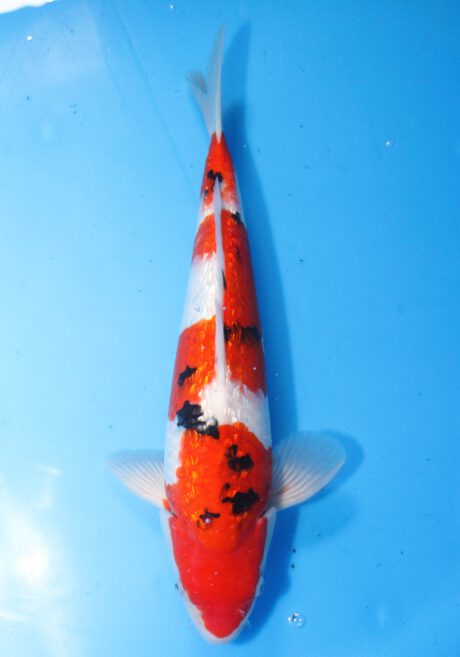 Skz016     Sakazume   Ginrin Sanke    40cm