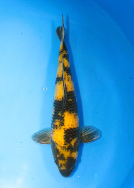 Marh024      Maruhiro    Ki Utsuri    43cm