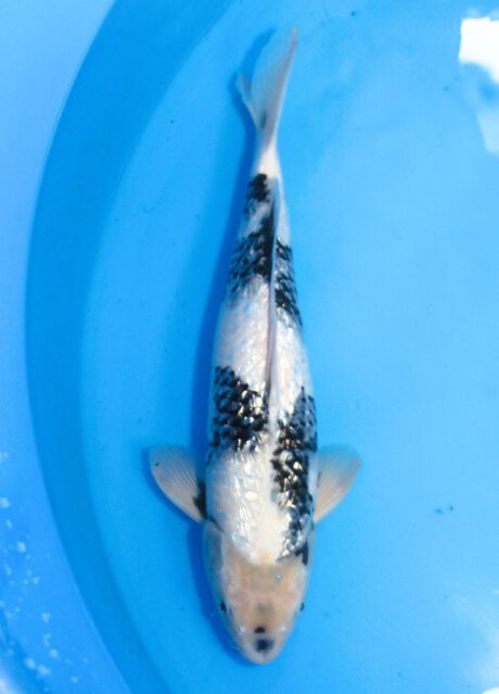 Sud085       Suda     Ginrin Shiro Utsuri     40cm