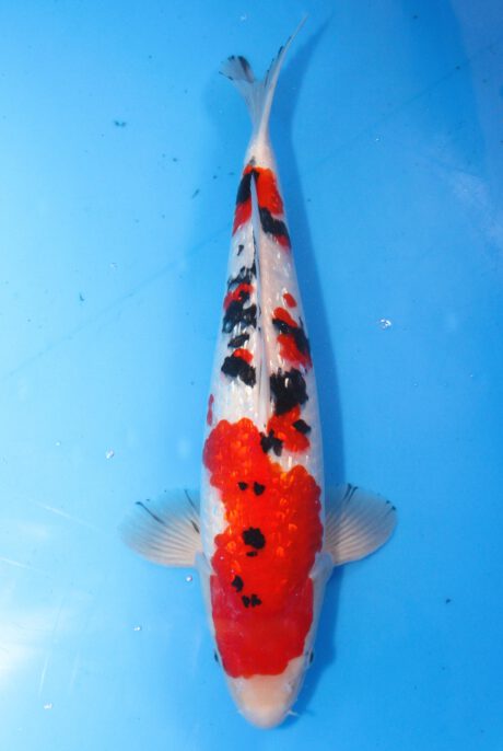 Skz018     Sakazume   Ginrin Sanke    41cm (Kopie)