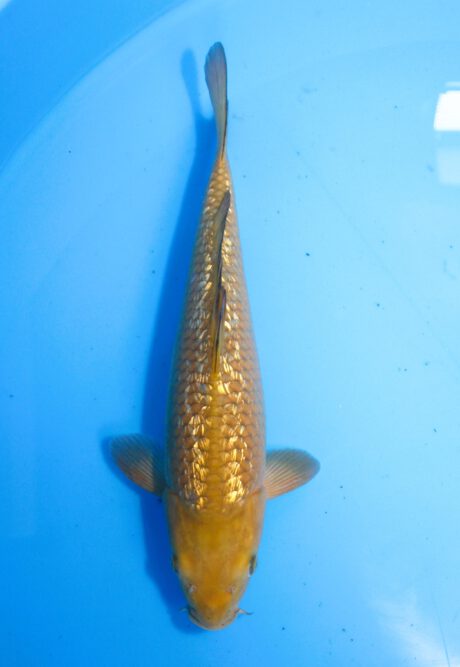 Marh013     Maruhiro     Ginrin Chagoi   38cm