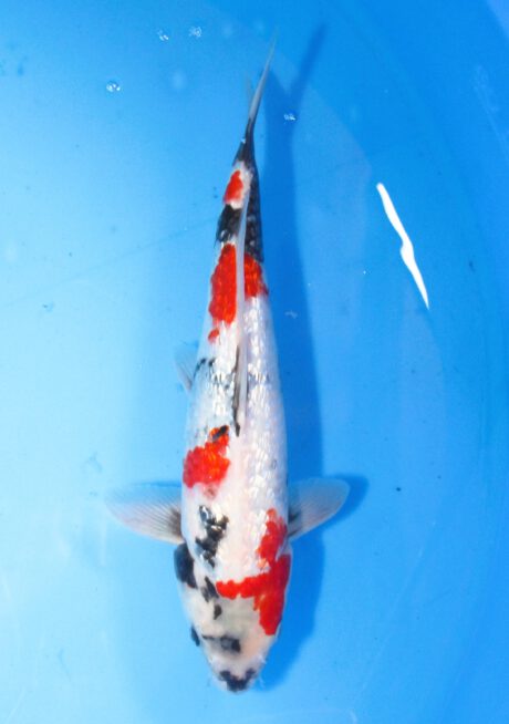 Sud080       Suda     Ginrin Showa     35cm