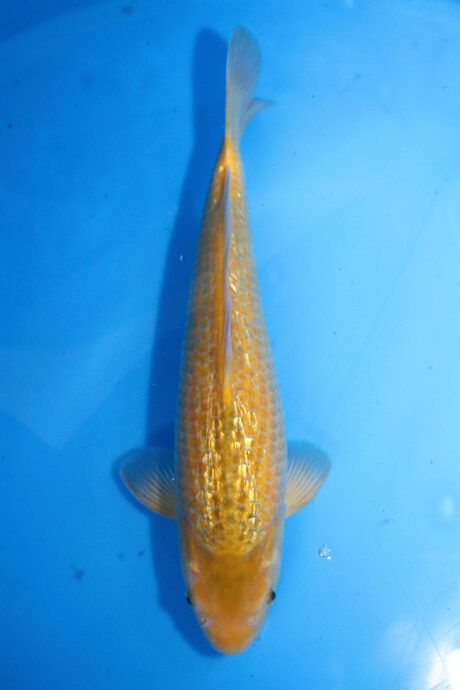 Marh011     Maruhiro     Ginrin Ki Matsuba  39,5cm