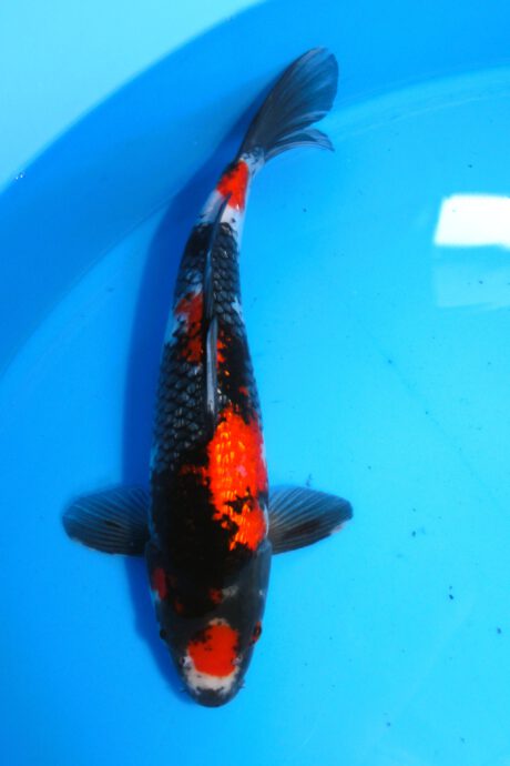 Marh015     Maruhiro     Ginrin Showa  35cm