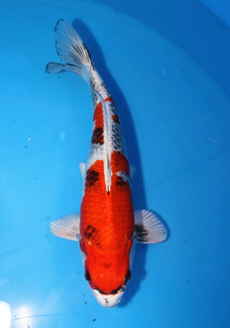 Tkt010    Takatatsu    Kin Showa     38cm