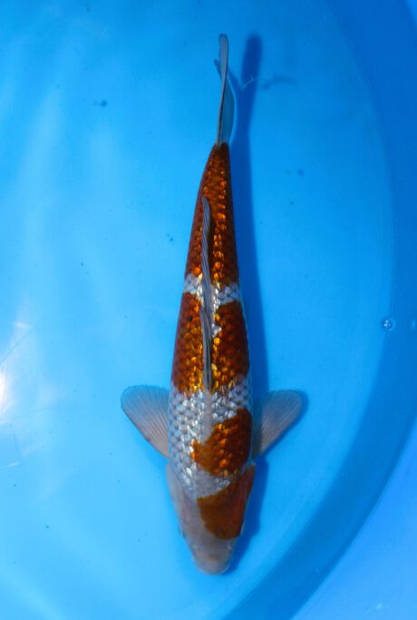 Tkt001     Takatatsu    Ginrin Ochiba Shigure  40cm