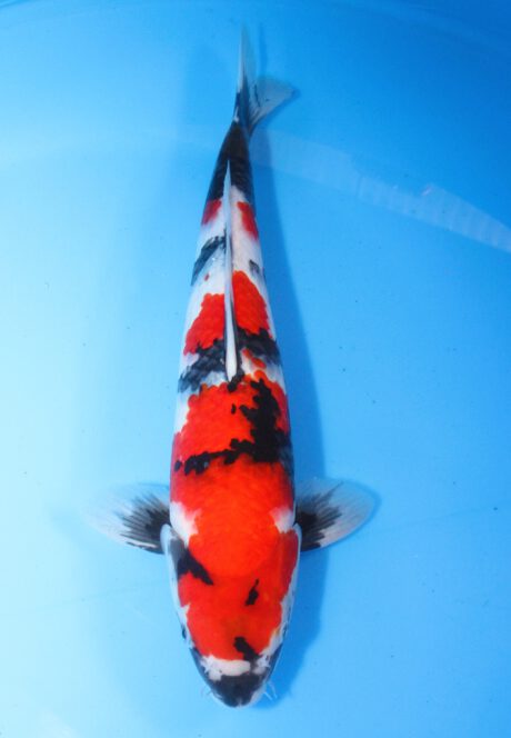 Sud087 Suda Showa 35cm