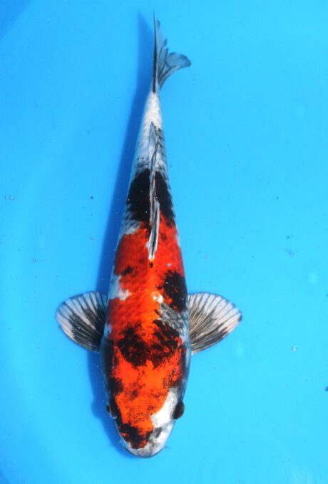 Tkt011 Takatatsu Kin Showa 39cm