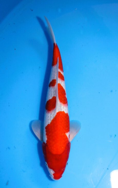 Iko034 Ozumi Ikarashi Goshiki 35cm