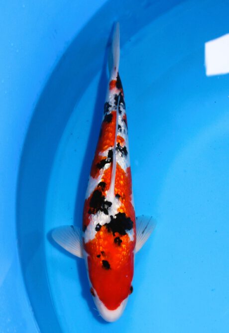 Skz020 Sakazume Ginrin Sanke 43cm