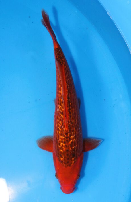 Marh016 Maruhiro Ginrin Aka Matsuba 35cm