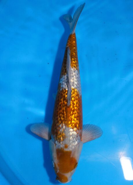 Tkt003 Takatatsu Ginrin Ochiba Shigure 40cm