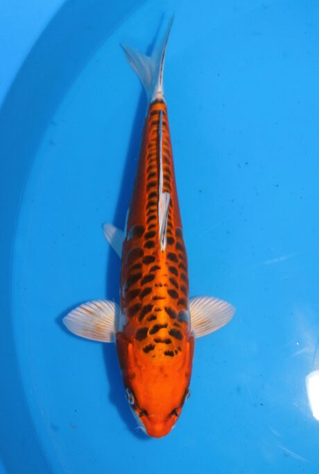 Iko046 Ozumi Ikarashi Orange Dragon 42cm