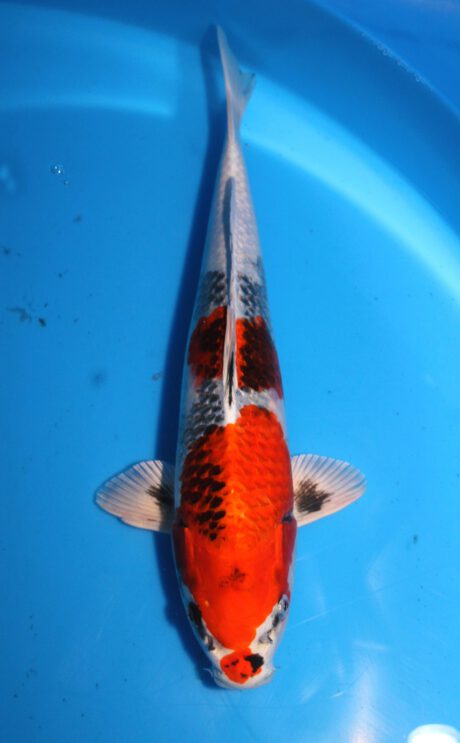 Tkt013 Takatatsu Kin Showa 40cm