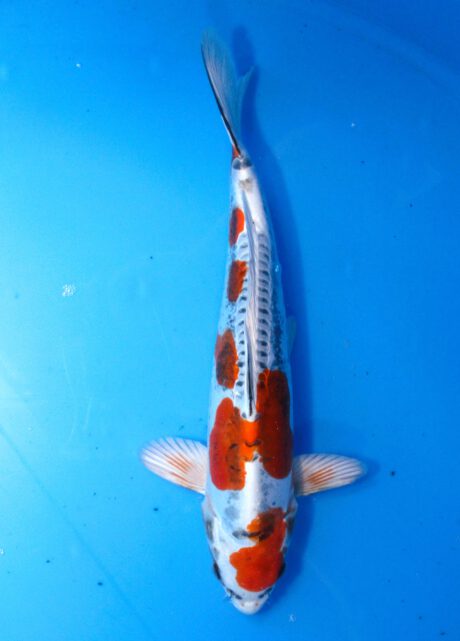 Iko039 Ozumi Ikarashi Beni Kikokuryu 35cm