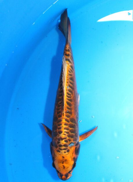 Iko043 Ozumi Ikarashi Dragon 40cm