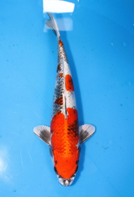 Tkt012 Takatatsu Kin Showa 40cm