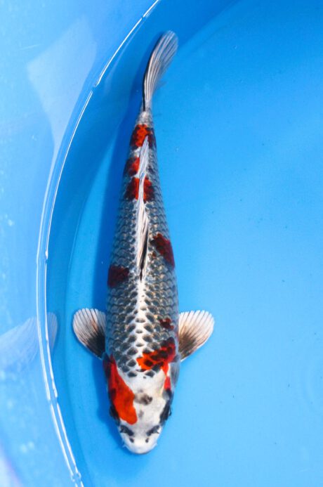 Iko042 Ozumi Ikarashi Beni Ginga 37cm