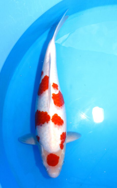Tkt017 Takatatsu Kohaku 51cm