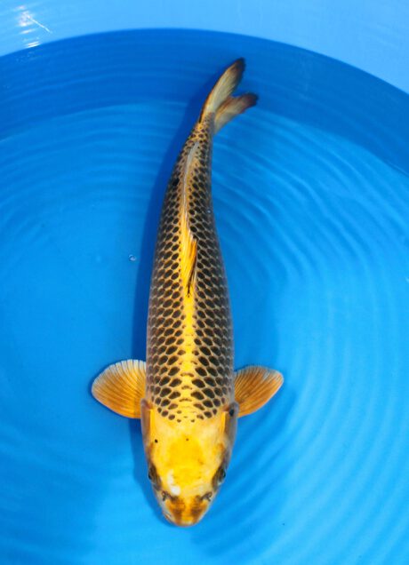 Ooy018 Ooya Kin Matsuba 56cm