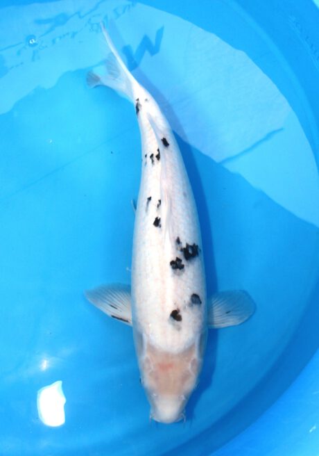 Tkt015 Takatatsu Shiro Bekko 52cm