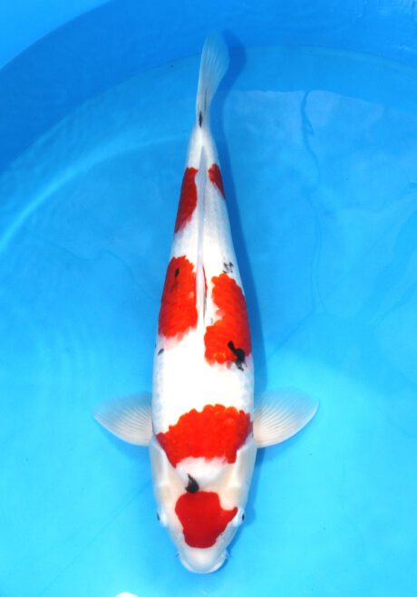 Ooy012 Ooya Maruten Sanke 60cm