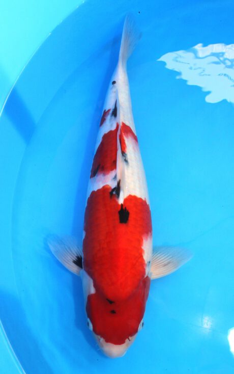 Ooy015 Ooya Sanke 55cm