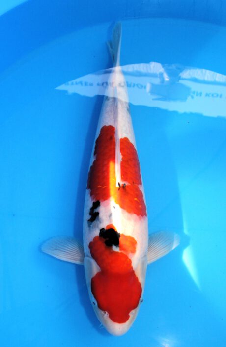 Ooy016 Ooya Sanke 52cm