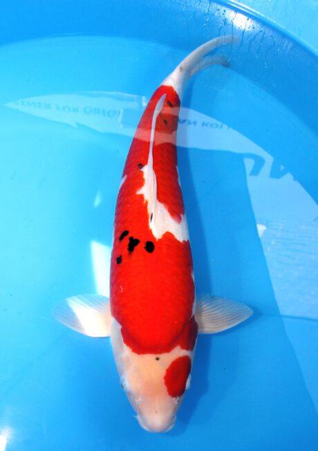 Ooy013 Ooya Sanke 58cm