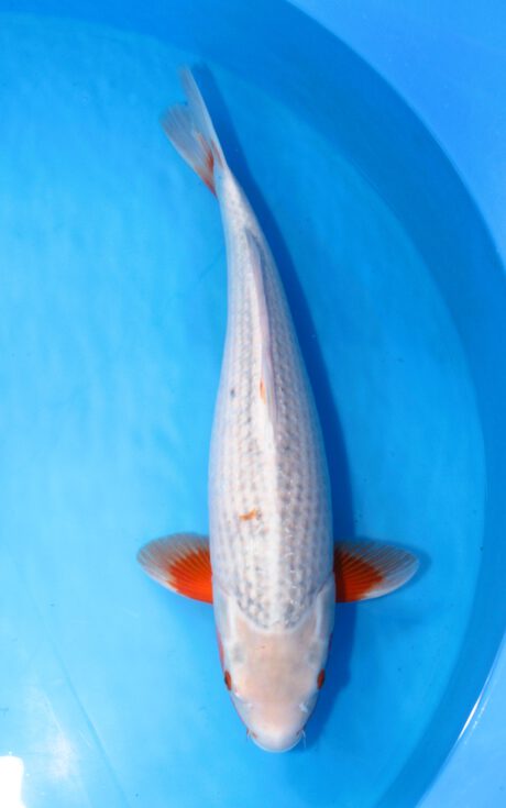 Ooy020 Ooya Asagi 55cm