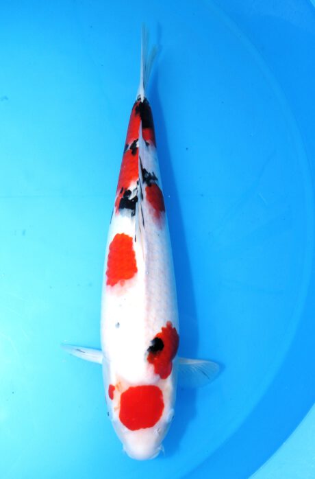 Ooy017 Ooya Sanke 51cm