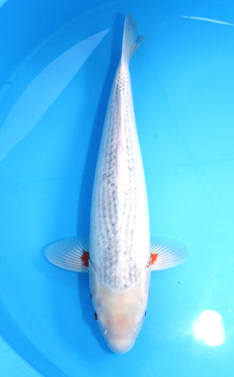 Ooy019 Ooya Asagi 57cm