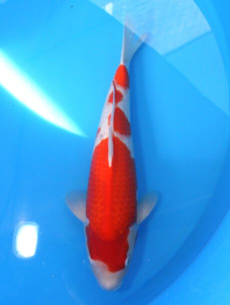 Myj022 Maruyju Kohaku 40cm