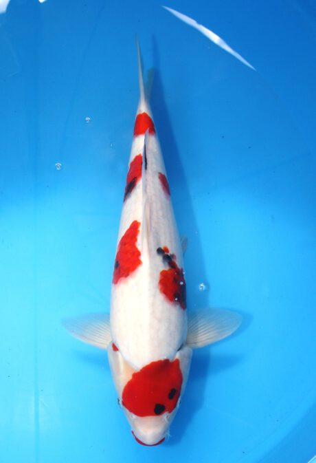 Myj023 Maruyju Kindai Showa 43cm