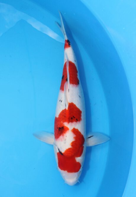 Myj020 Maruyju Showa 45cm