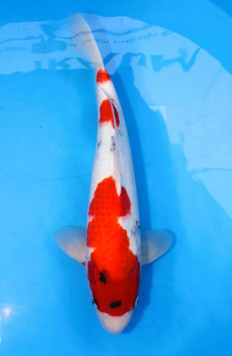 Myj021 Maruyju Showa 47cm